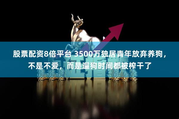 股票配资8倍平台 3500万独居青年放弃养狗，不是不爱，而是遛狗时间都被榨干了
